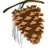 Cone & Associates